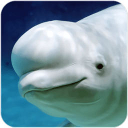׾ģϷ(the beluga whale)