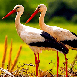 ģ3dϷ(The White Stork)